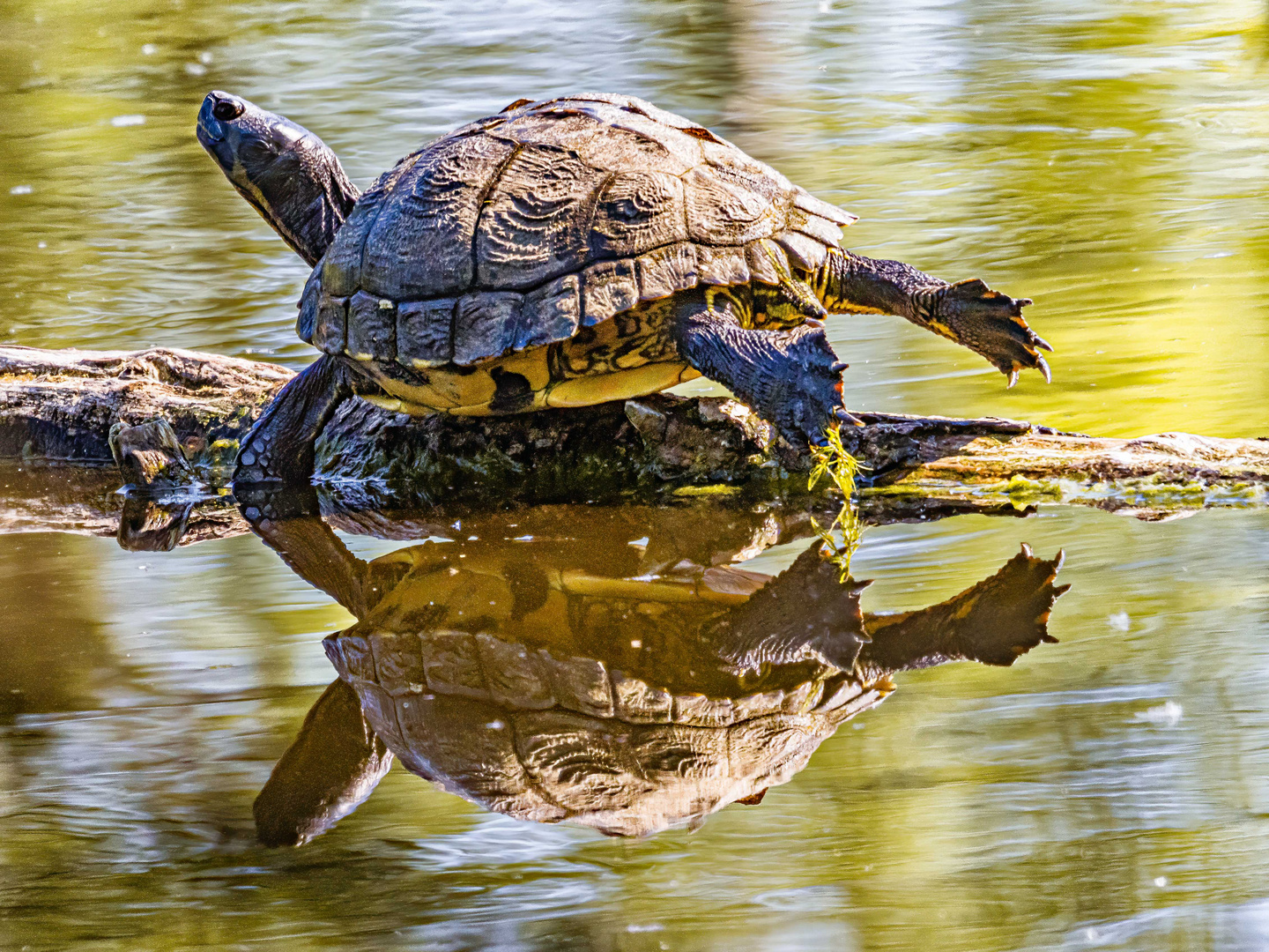 Auf der Sonnenbank zum Aufwärmen