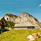 auf der sonnenberger alm