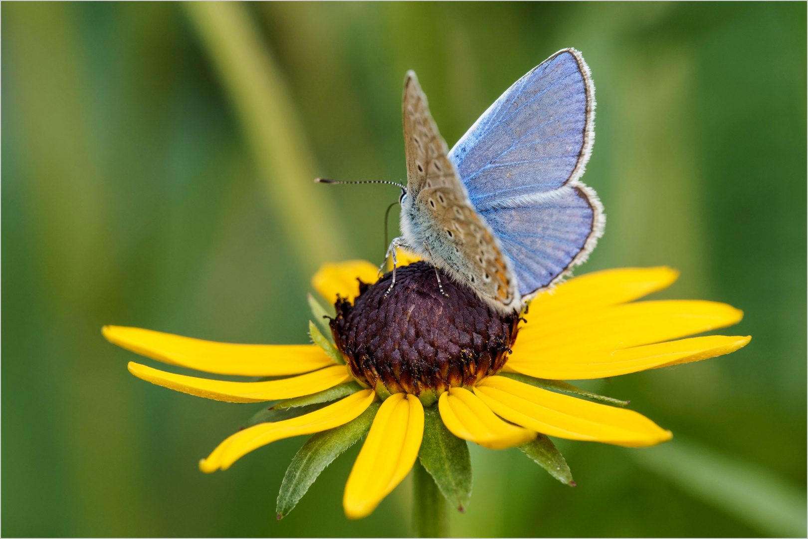 auf der Sonnenblume  .....