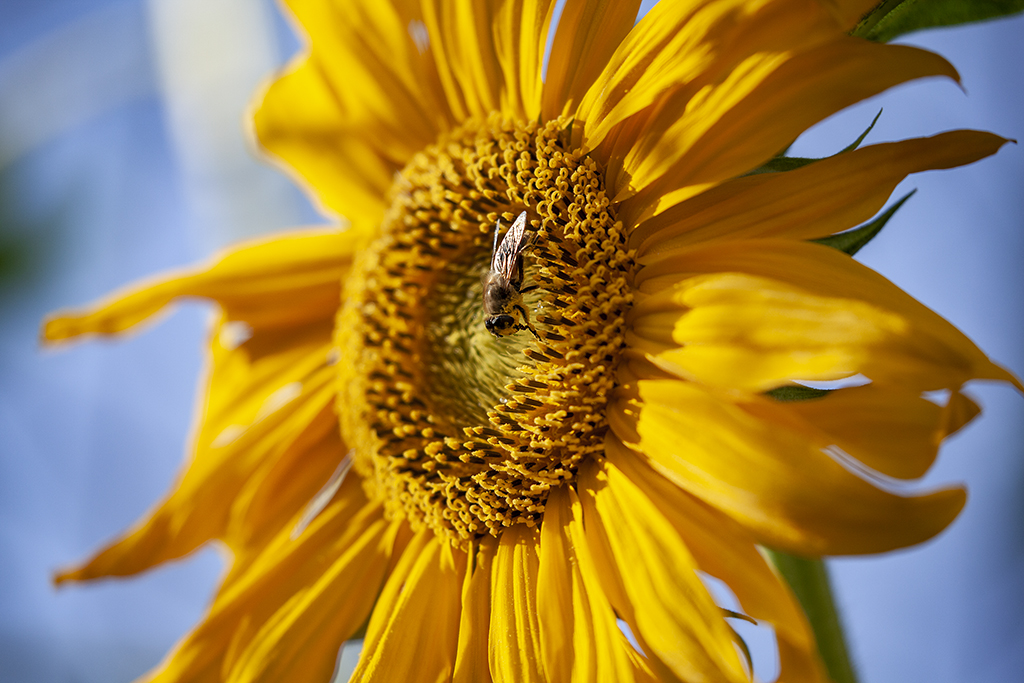 Auf der Sonnenblume