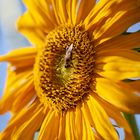 Auf der Sonnenblume