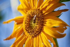 Auf der Sonnenblume