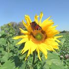 Auf der Sonnenblume