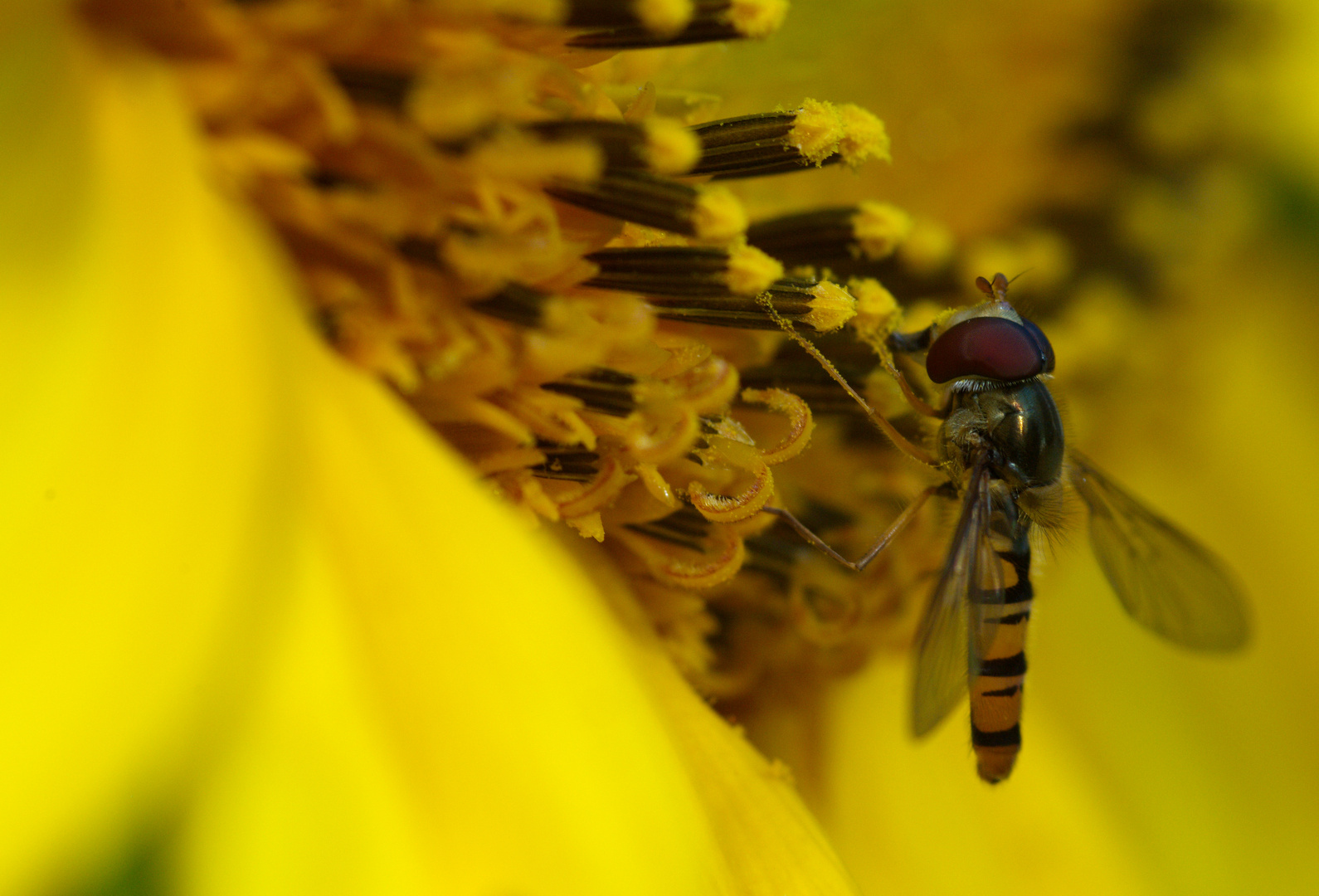 Auf der Sonnenblume