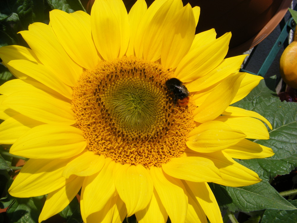 Auf der Sonnenblume