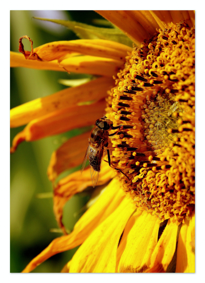 Auf der Sonnenblume