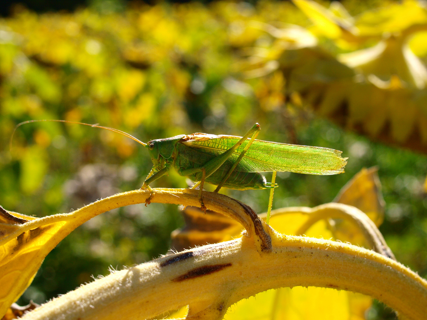 auf der Sonnenblumenwiese