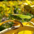 auf der Sonnenblumenwiese