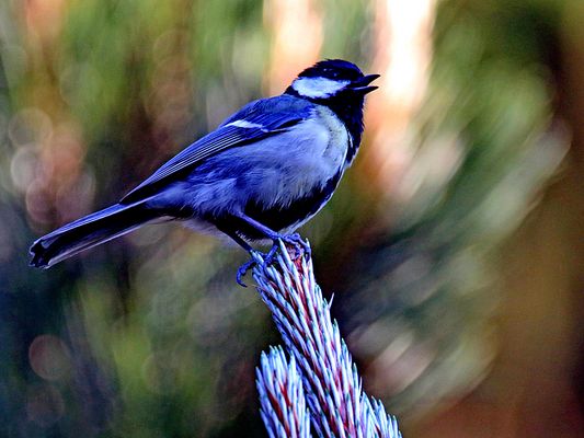 auf der Spitze angekommen