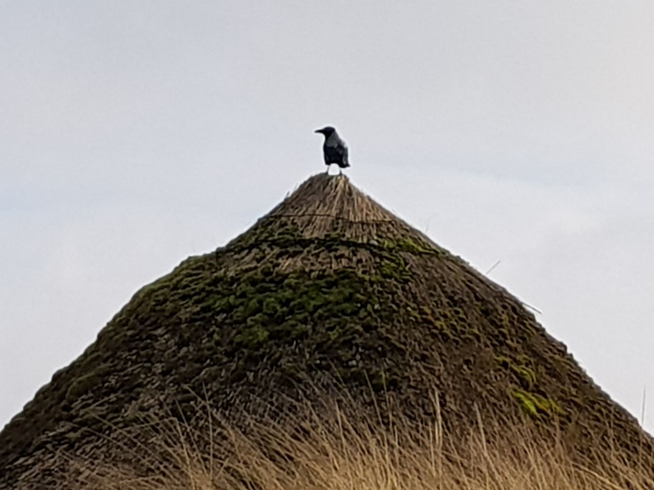 Auf der Spitze....... natürlich