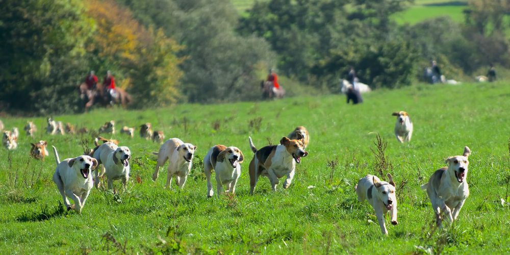 Auf der Spur