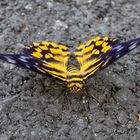 Auf der Straße, im Schatten