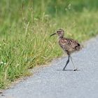 Auf der Straße - Junger Großer Brachvogel