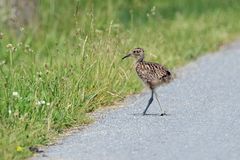 Auf der Straße - Junger Großer Brachvogel