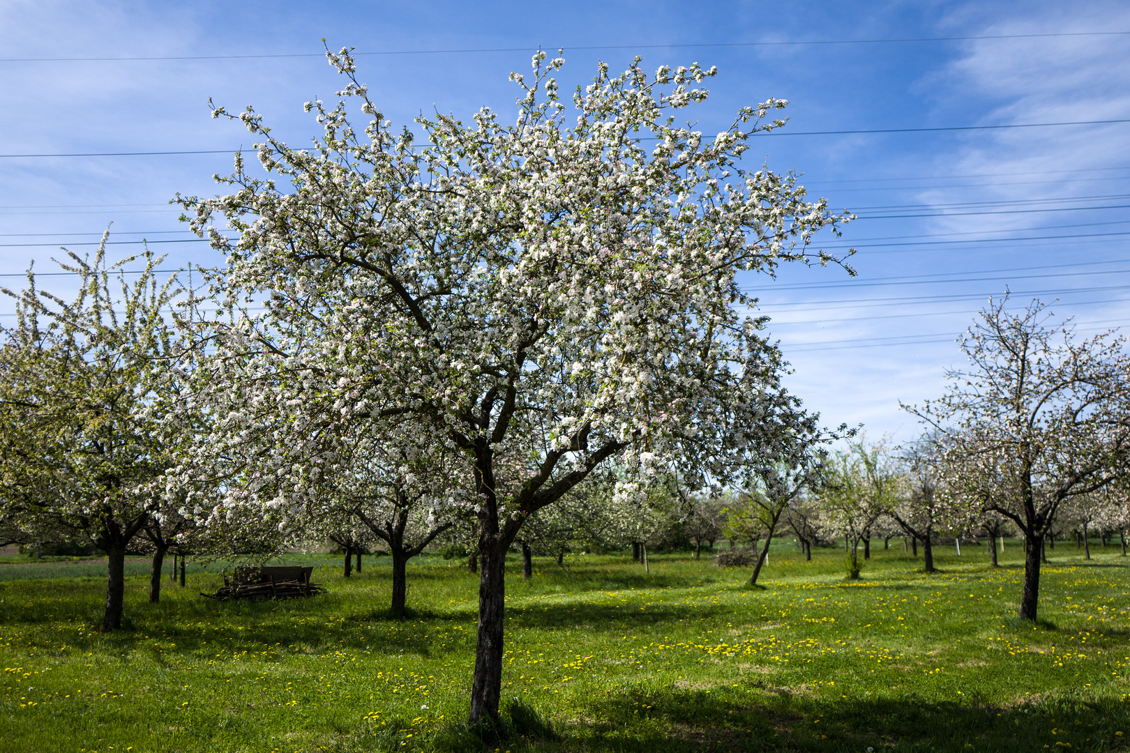 Auf der Streuobstwiese