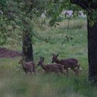 Auf der Streuobstwiese ...II