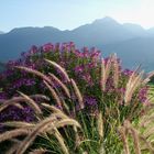 auf der Stroblalm