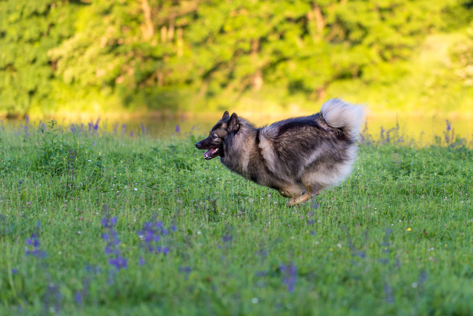Auf der Suche Foto & Bild hunde, hund, natur Bilder auf