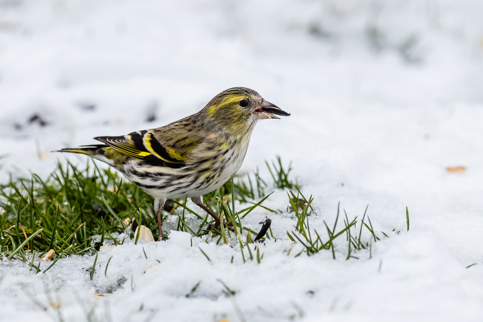 auf der Suche im Schnee