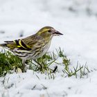 auf der Suche im Schnee