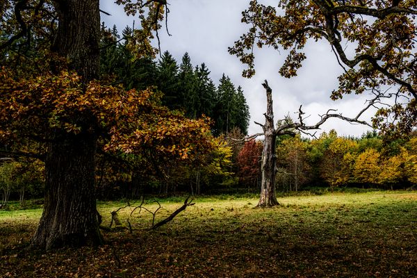 Auf der Suche nach "Autumn leaves" II - Transitio