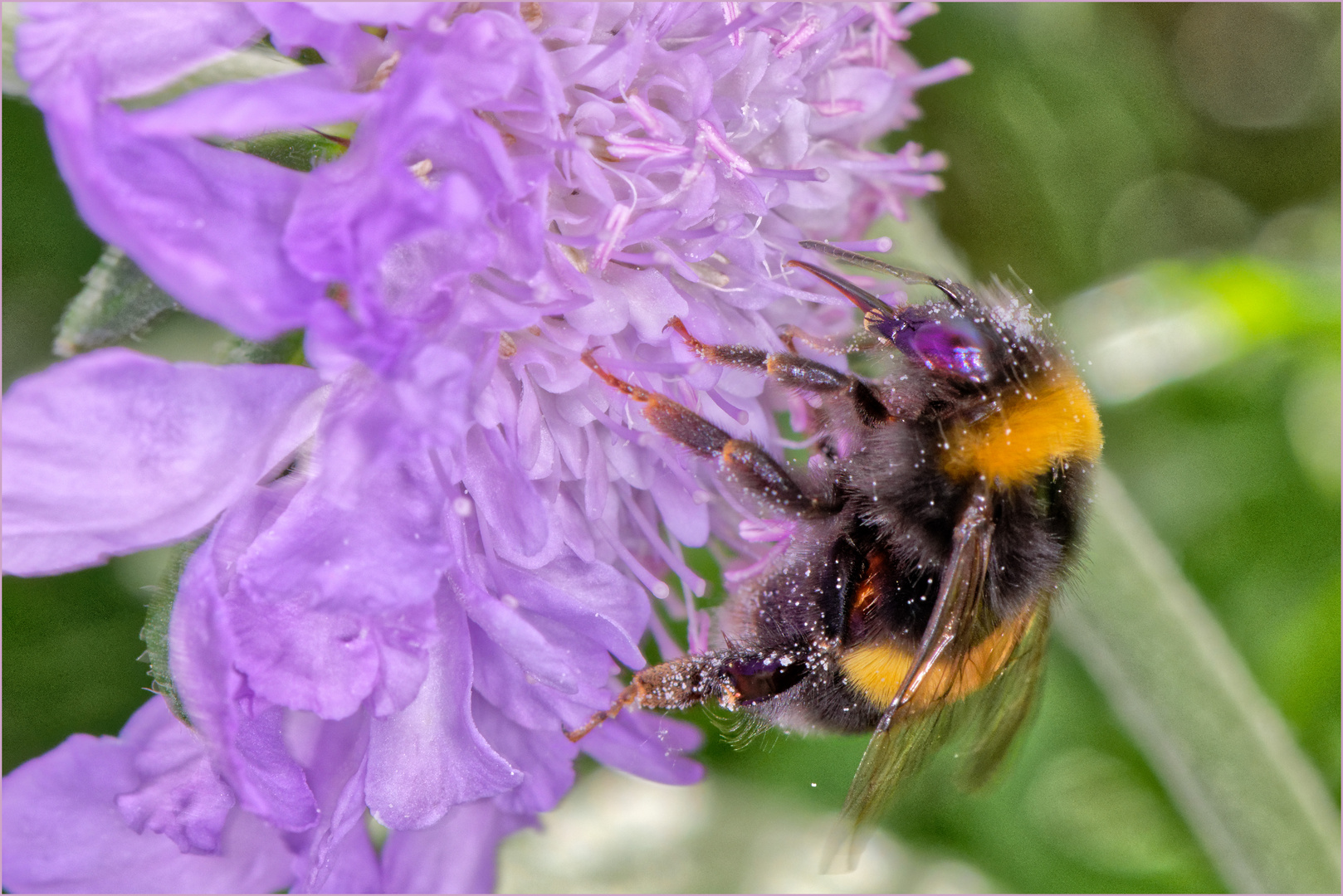 Auf der Suche nach Blütenpollen