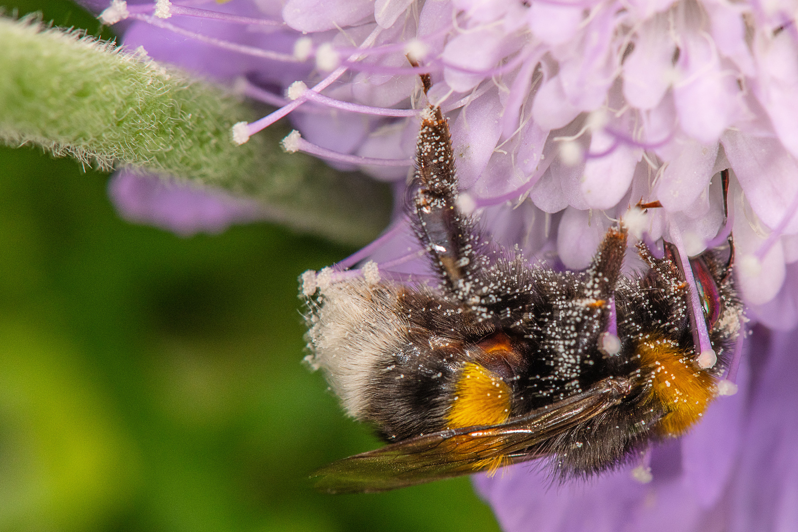 Auf der Suche nach Blütenpollen tief eingetaucht