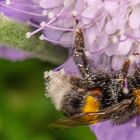 Auf der Suche nach Blütenpollen tief eingetaucht