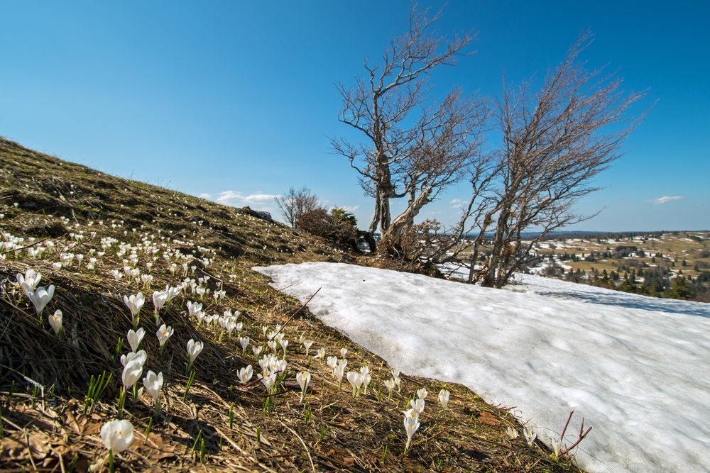 Auf der Suche nach dem Bergfrühling (1)