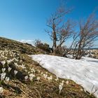 Auf der Suche nach dem Bergfrühling (1)