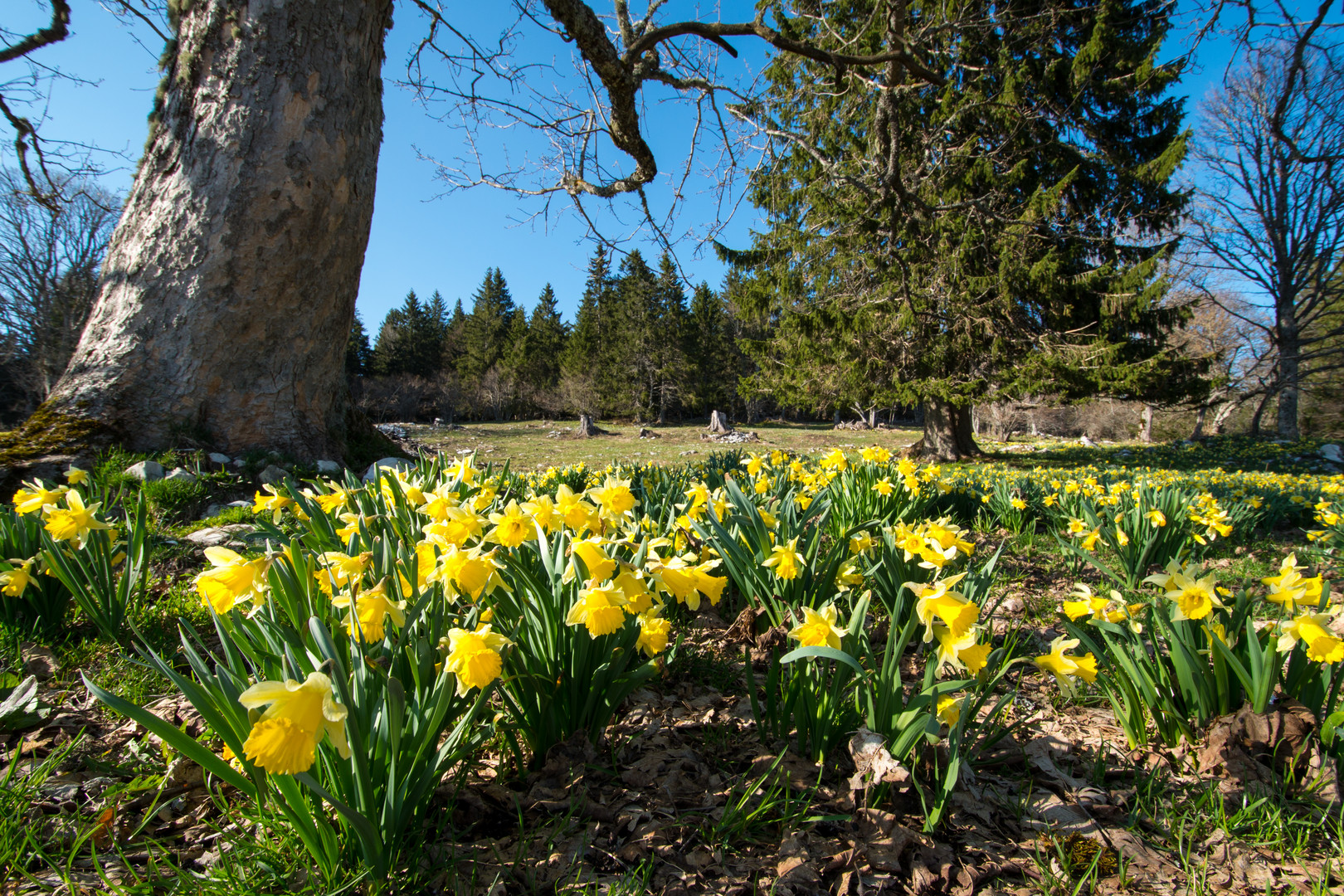 Auf der Suche nach dem Bergfrühling (2)