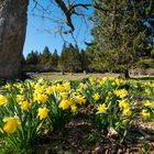 Auf der Suche nach dem Bergfrühling (2)