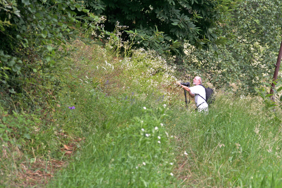 Auf der Suche nach dem Fetthennen-Bläuling