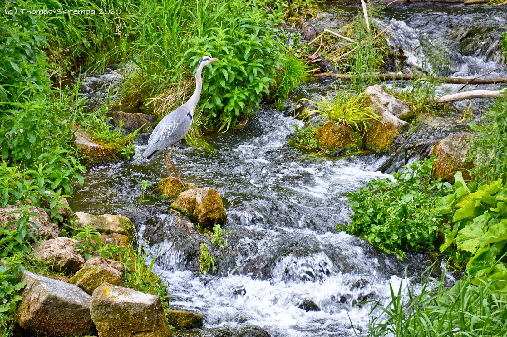 Auf der Suche nach dem Fisch