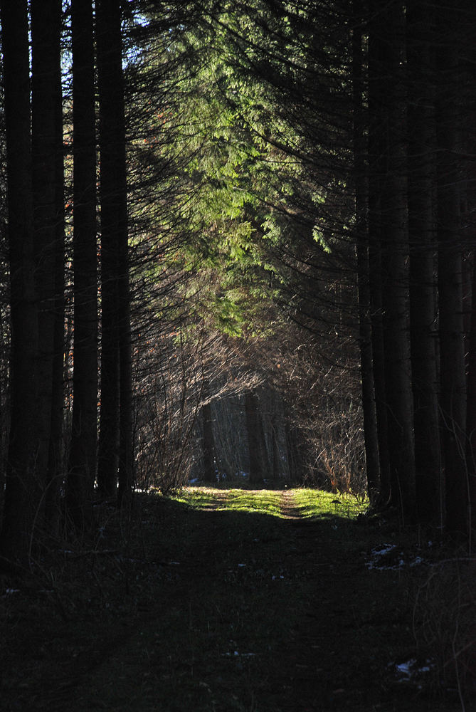 auf der Suche nach dem Frühling