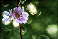 Auf der Suche nach dem Frühling ...