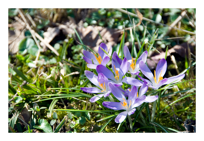 Auf der Suche nach dem Frühling....