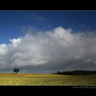 Auf der Suche nach dem Frühling