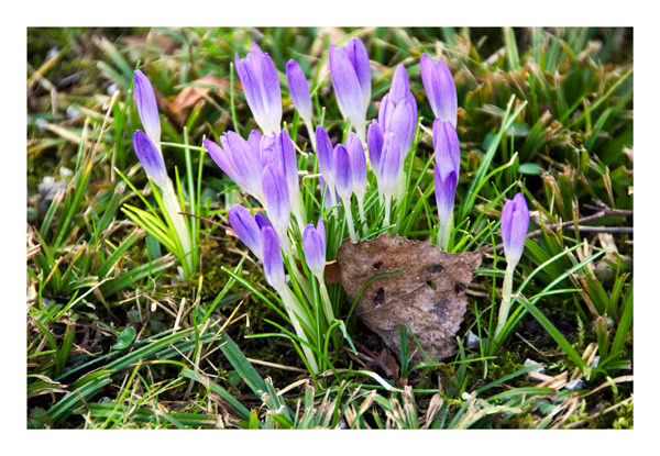 Auf der Suche nach dem Frühling...