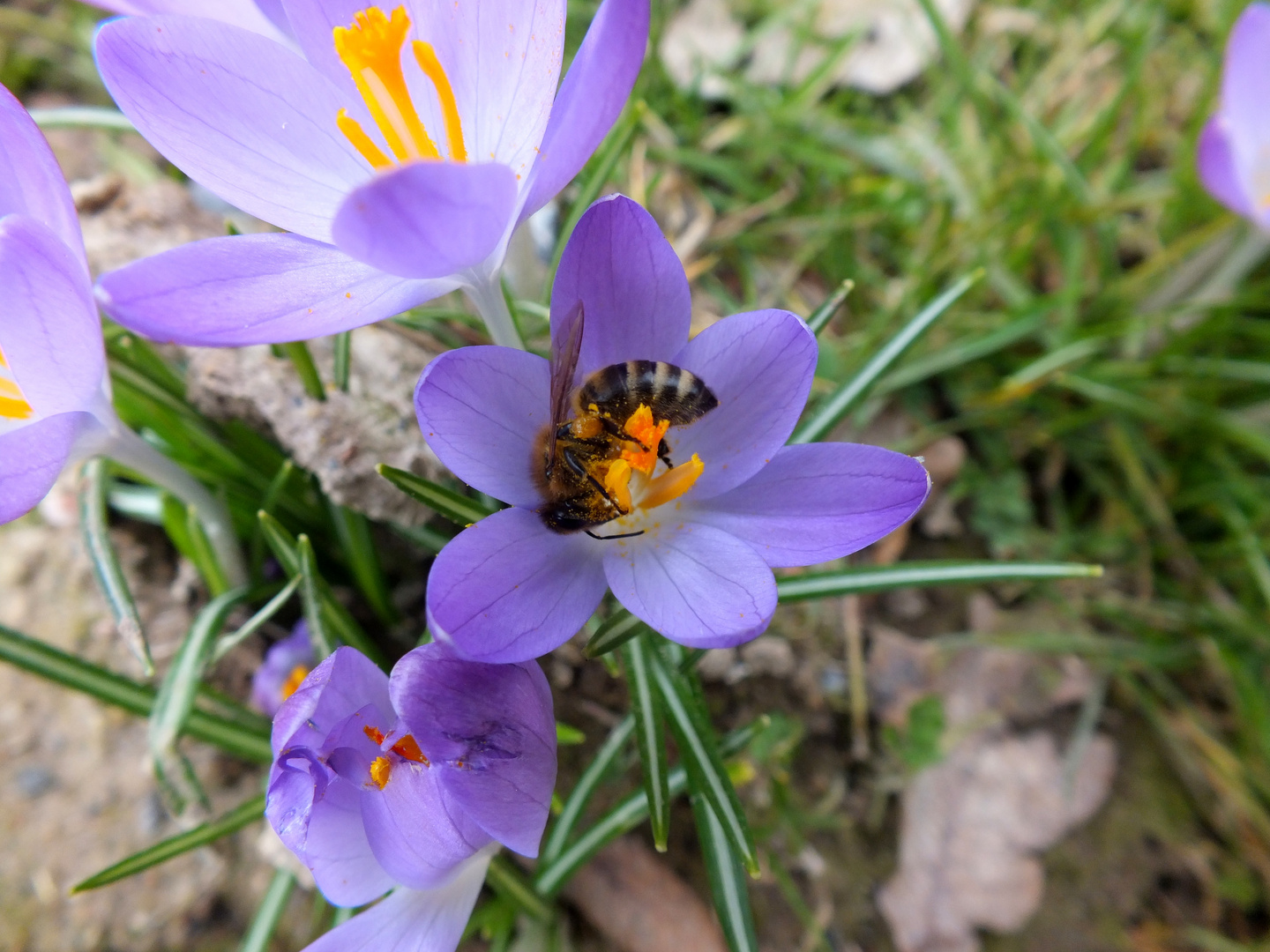 Auf der Suche nach dem Frühling ...