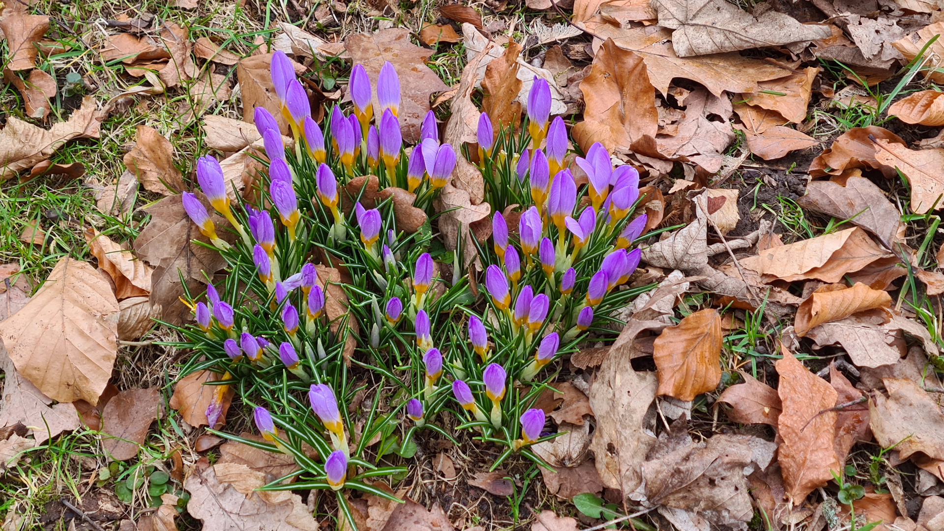 Auf der Suche nach dem Frühling...(3)