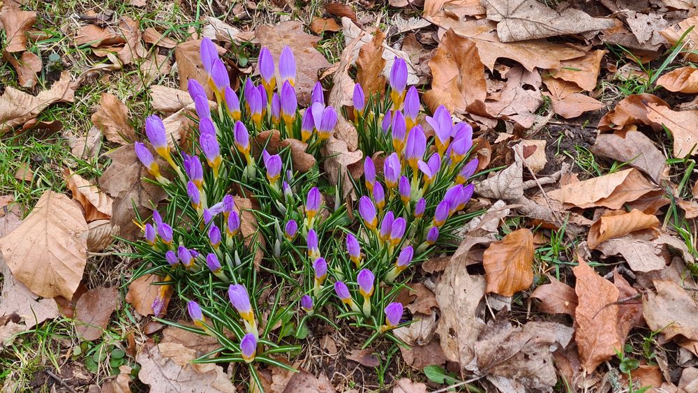 Auf der Suche nach dem Frühling...(3)