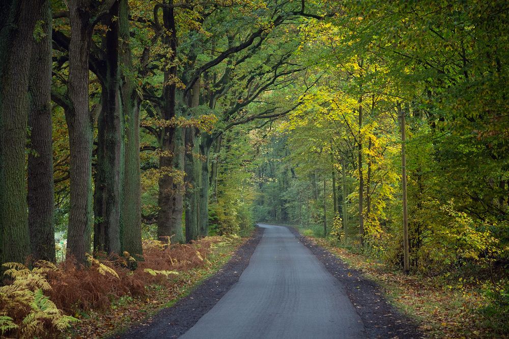 Auf der Suche nach dem Herbst