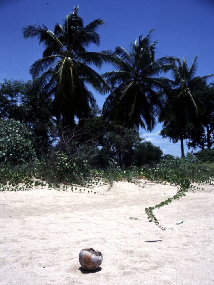 Auf der Suche nach dem perfekten Strand - II