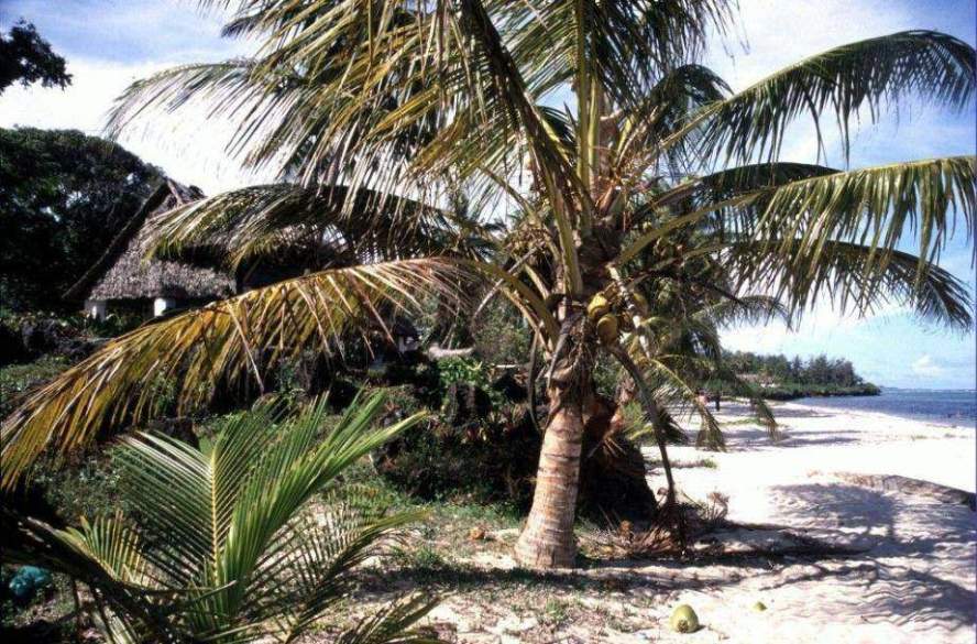 Auf der Suche nach dem perfekten Strand - III