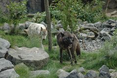 Auf der Suche nach dem Schattenplatz