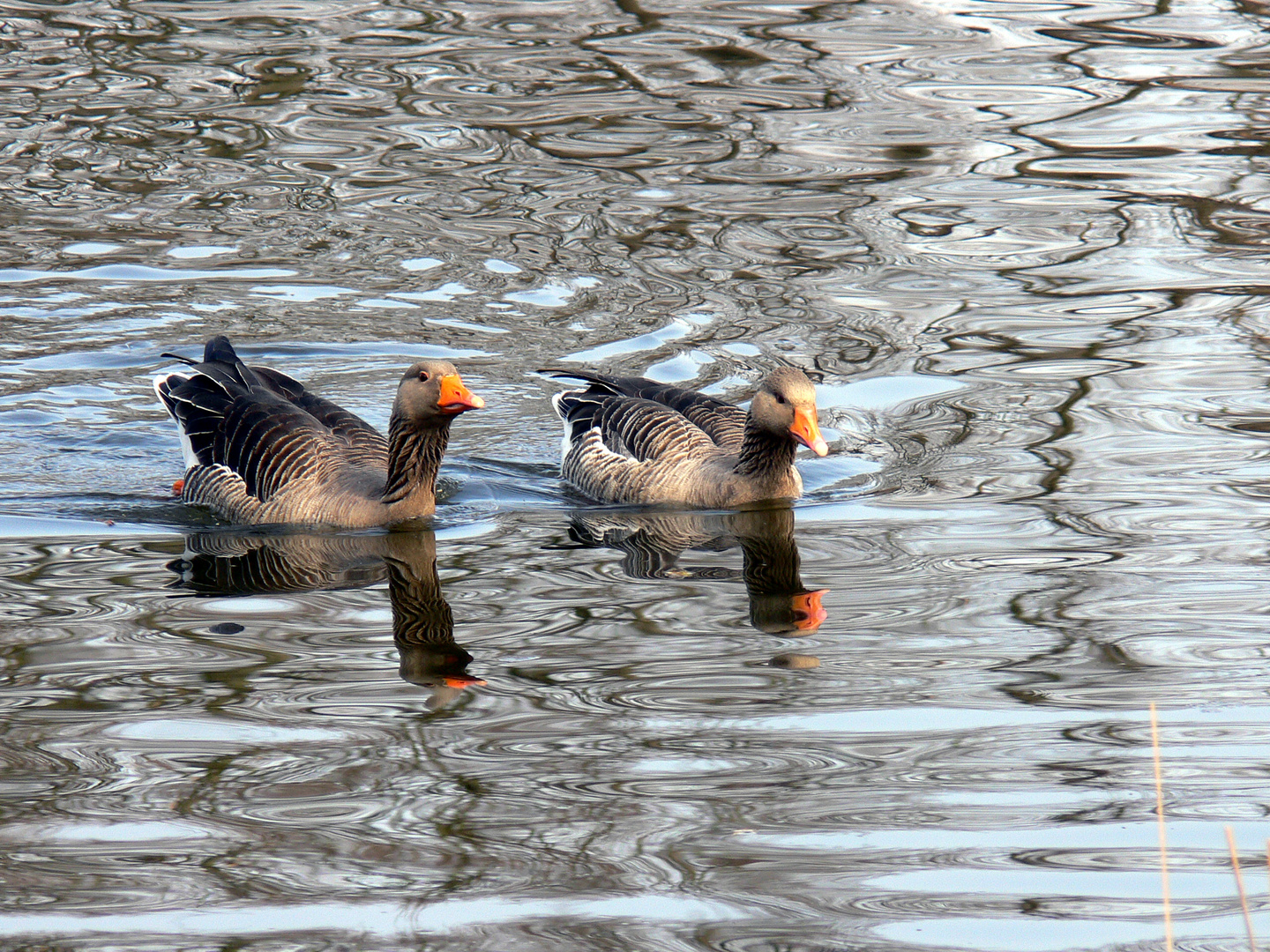 Auf der Suche nach dem Schuh .... (2)