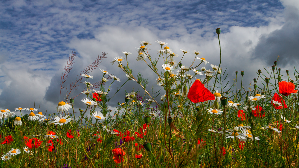 auf der Suche nach dem Sommer