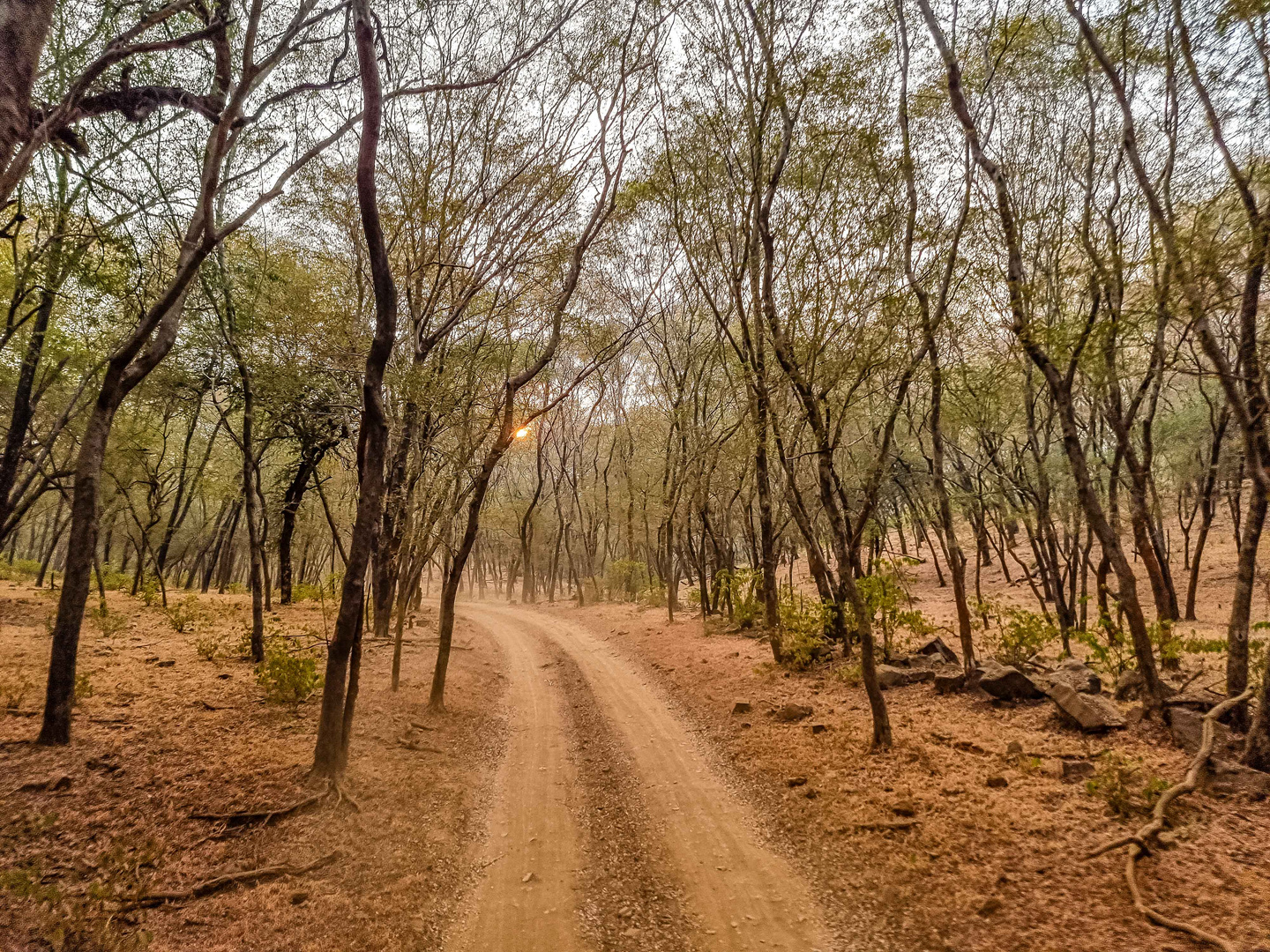 Auf der Suche nach dem Tiger im Ranthambore Nationalpark