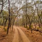 Auf der Suche nach dem Tiger im Ranthambore Nationalpark